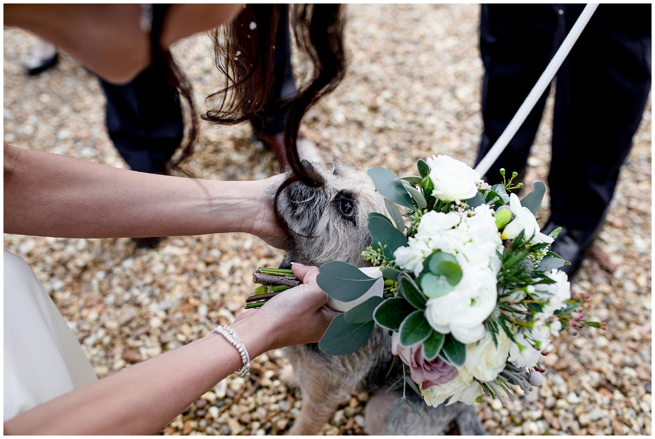 brides dog at woburn abbey wedding