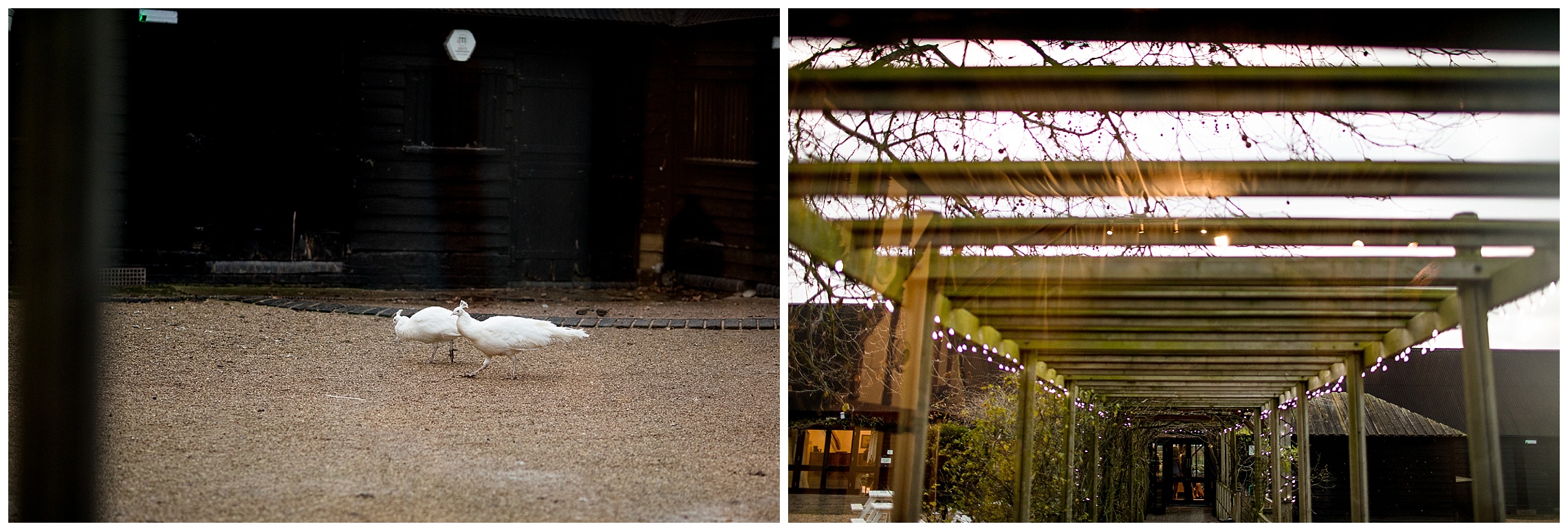 animals and walkway at south farm wedding venue