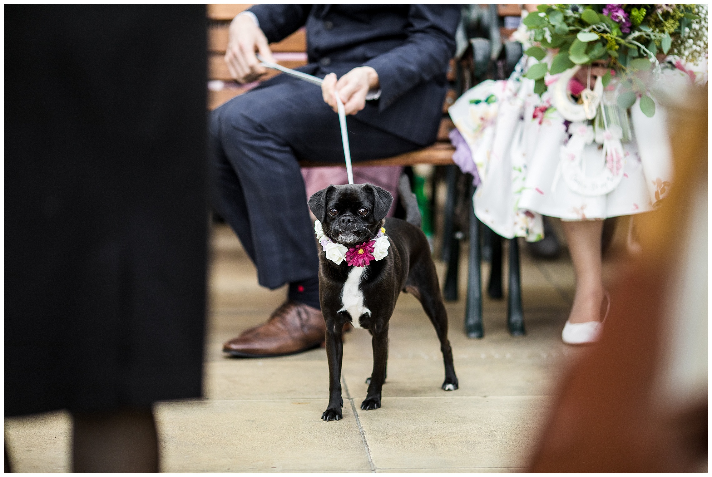 black pug in wedding attire waits for bride and groom at bucks railway centre