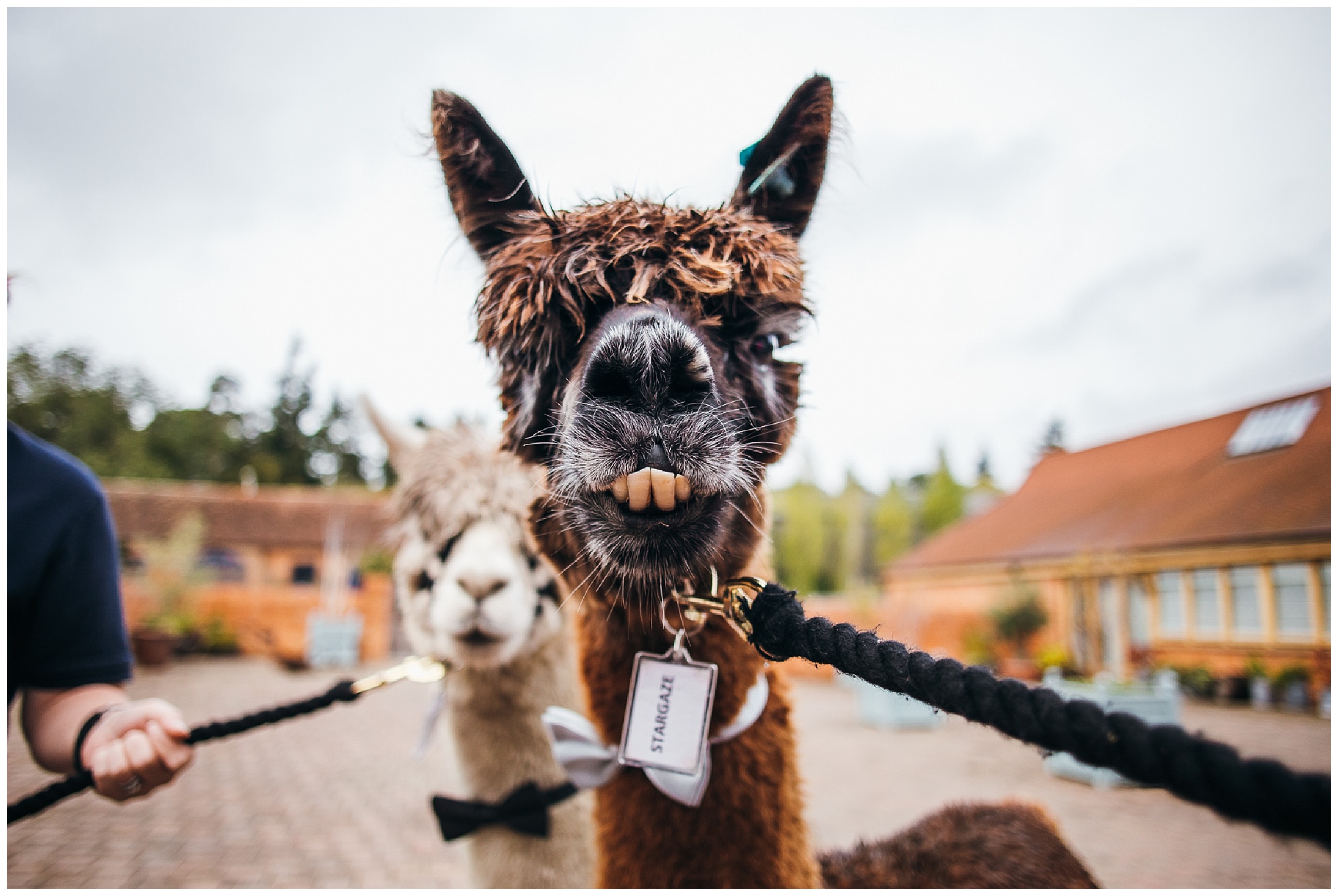 Brown alpaca stands close to camera at wedding venue bassmead