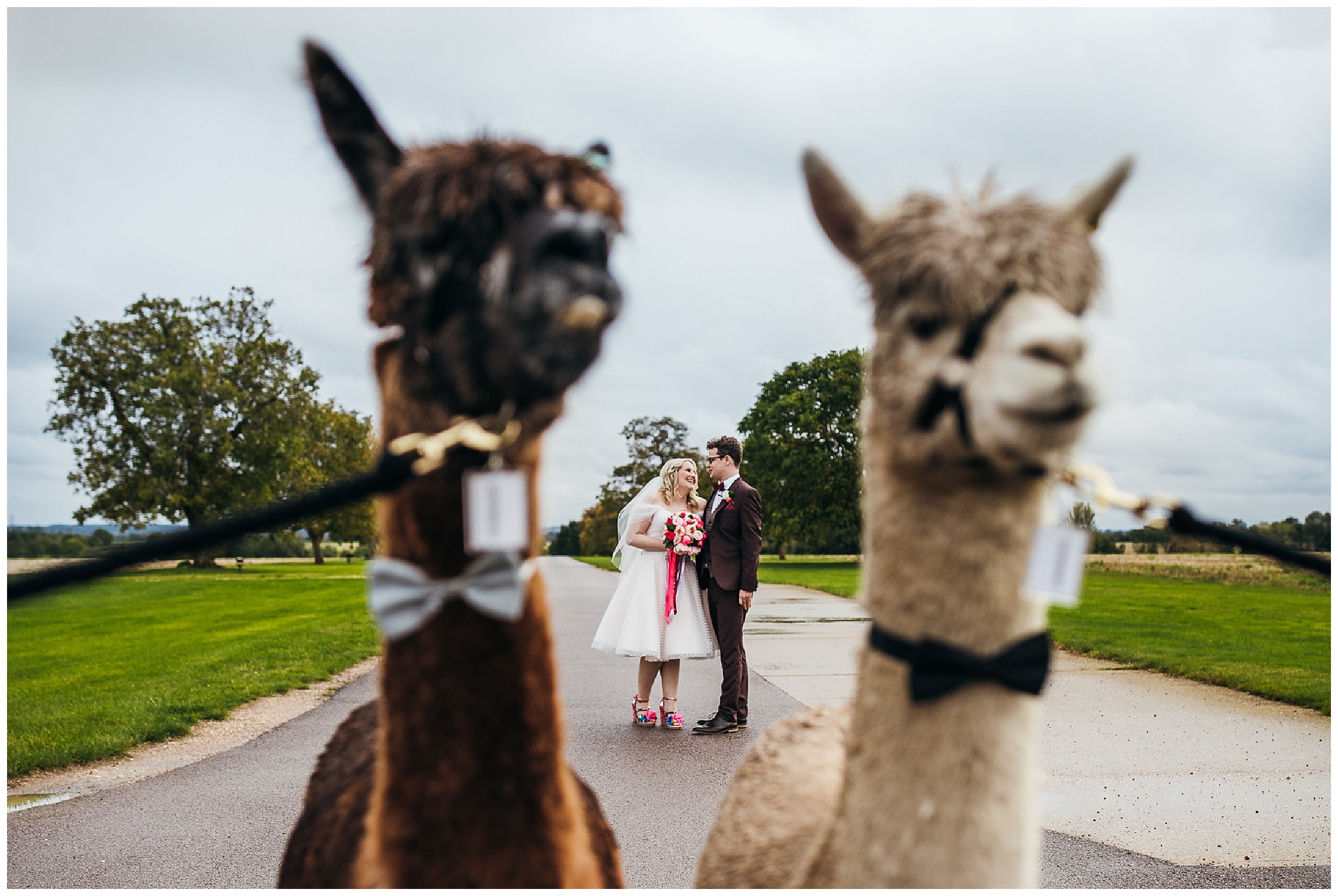 Bride and groom stand between alpacas on the driveway of bassmead manor barns