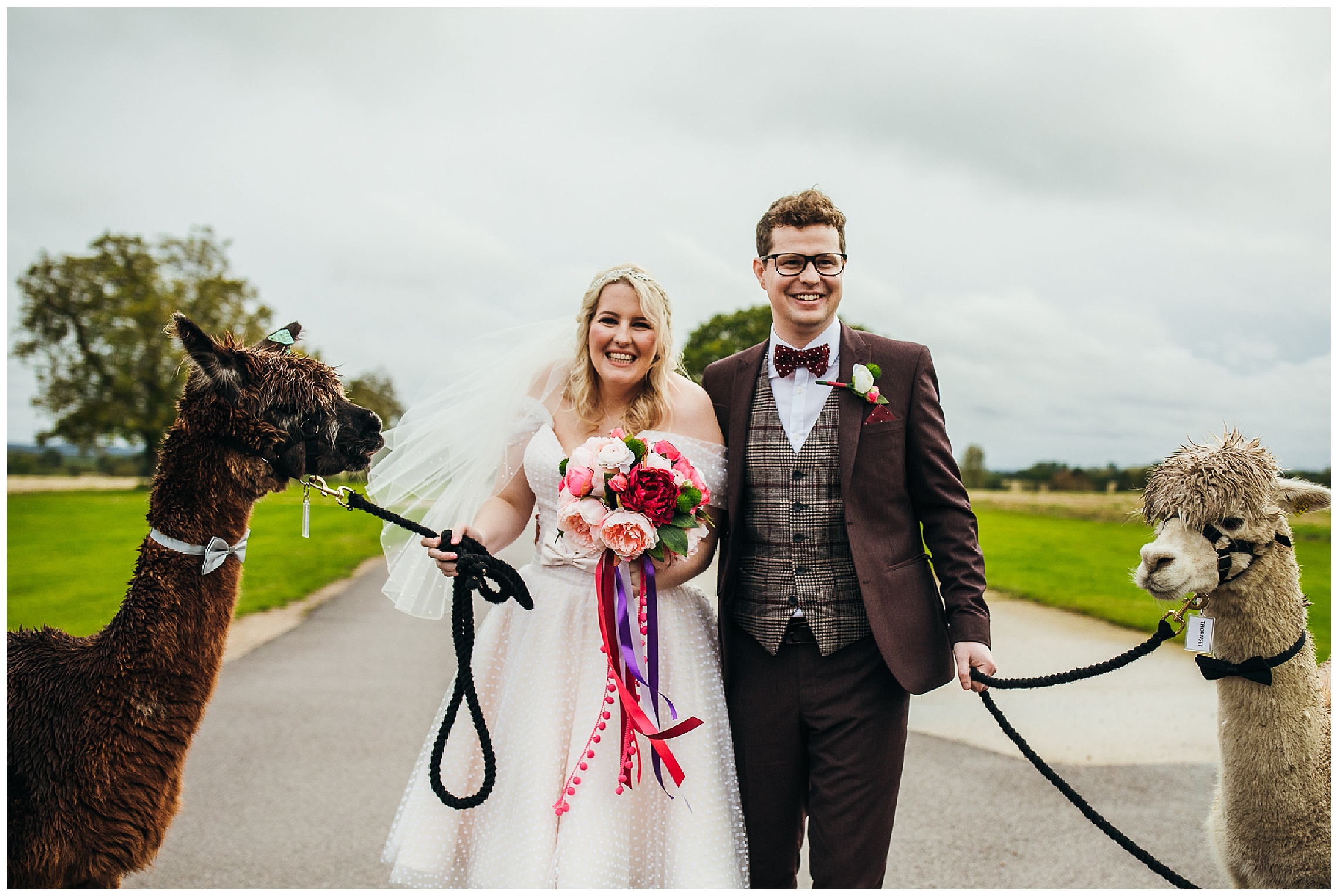 bride and groom hold leads of two white and brown alpacas at bassmead manor