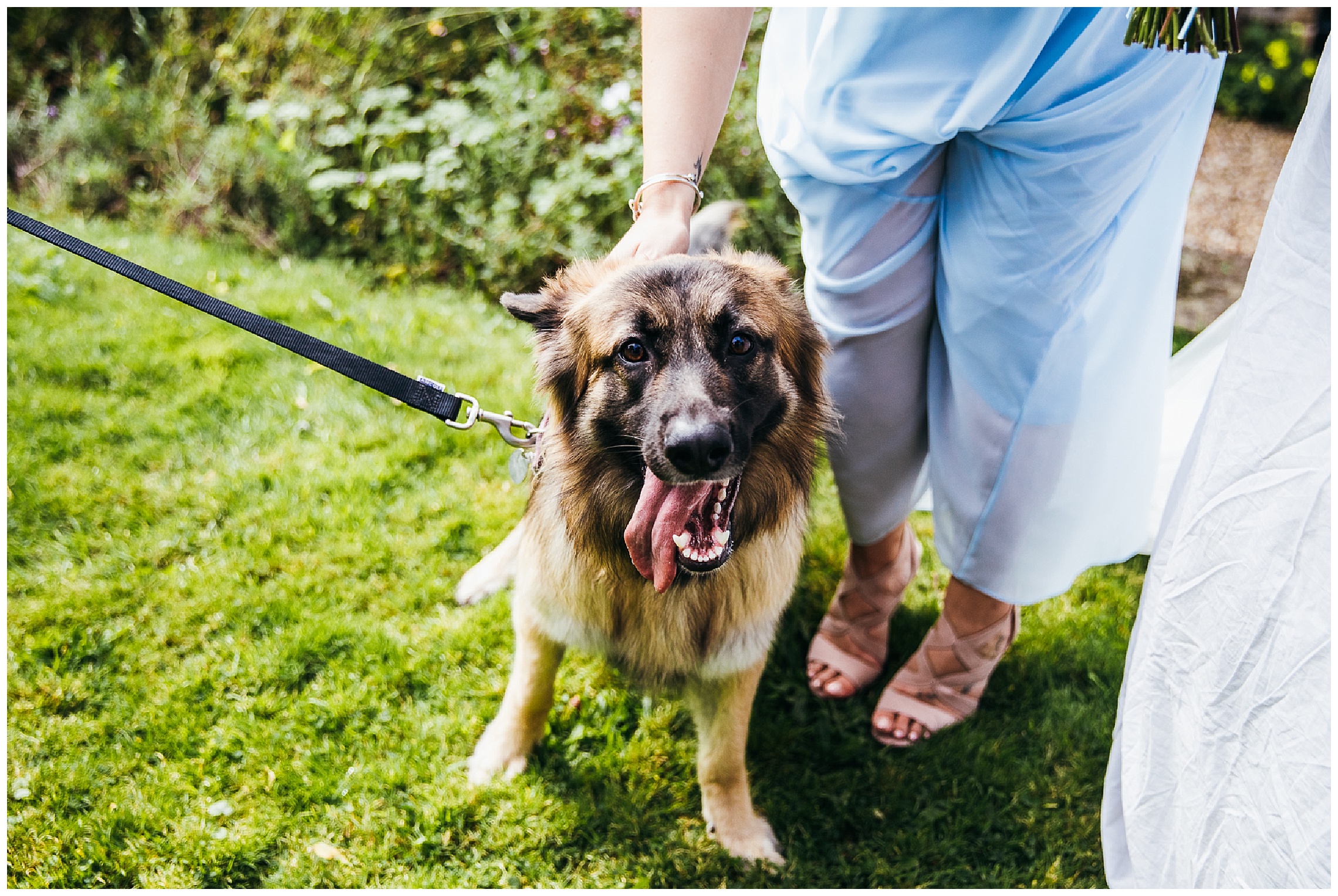 german shepherd dog as wedding guest