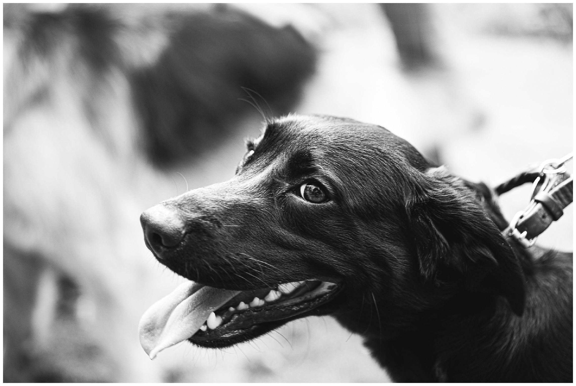 Black labrador looking at camera smiling