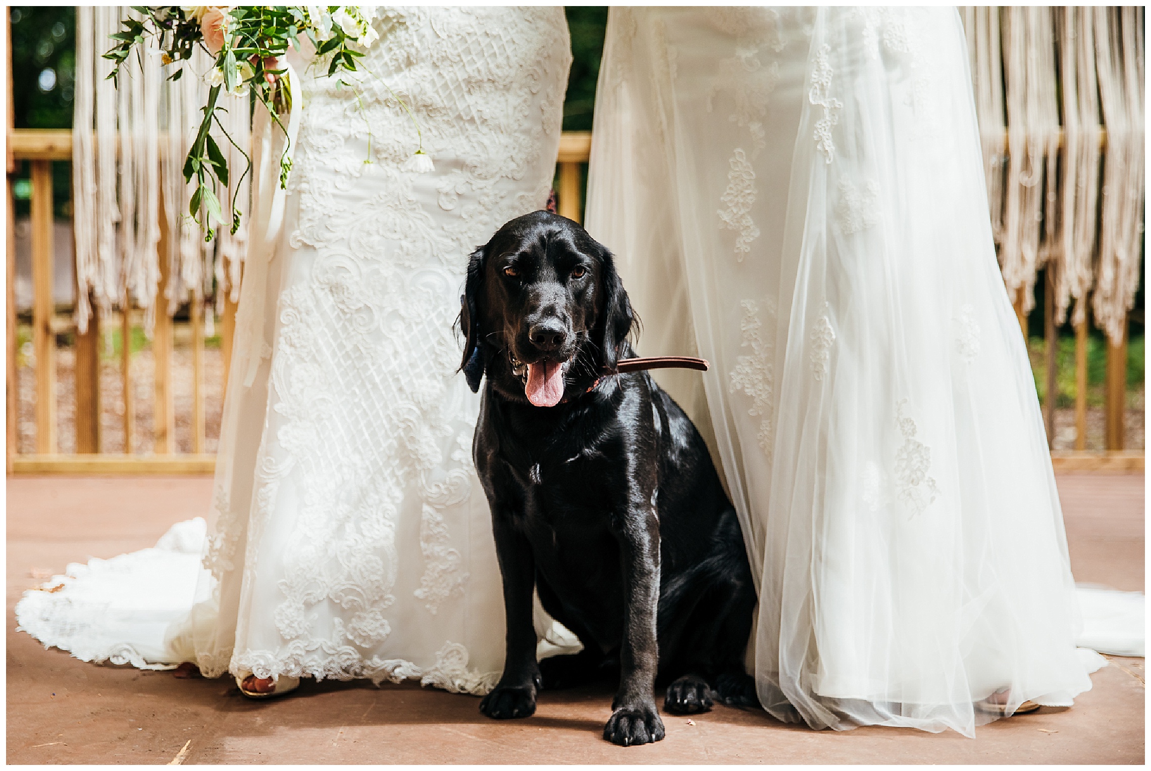 black dog at wedding