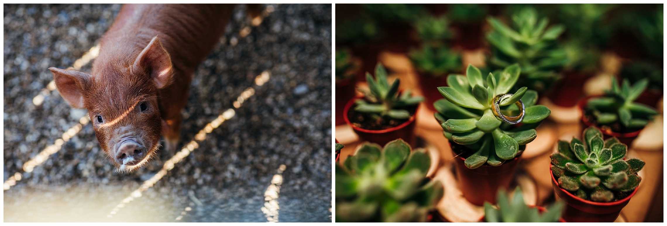 wedding details of pigs and wedding rings on succulent