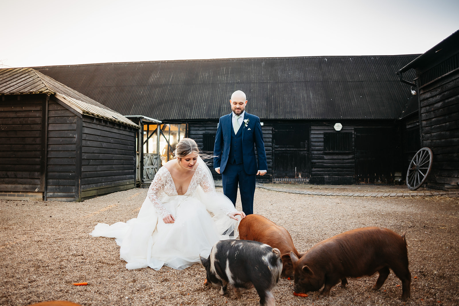 Couple pet pigs on the farm 